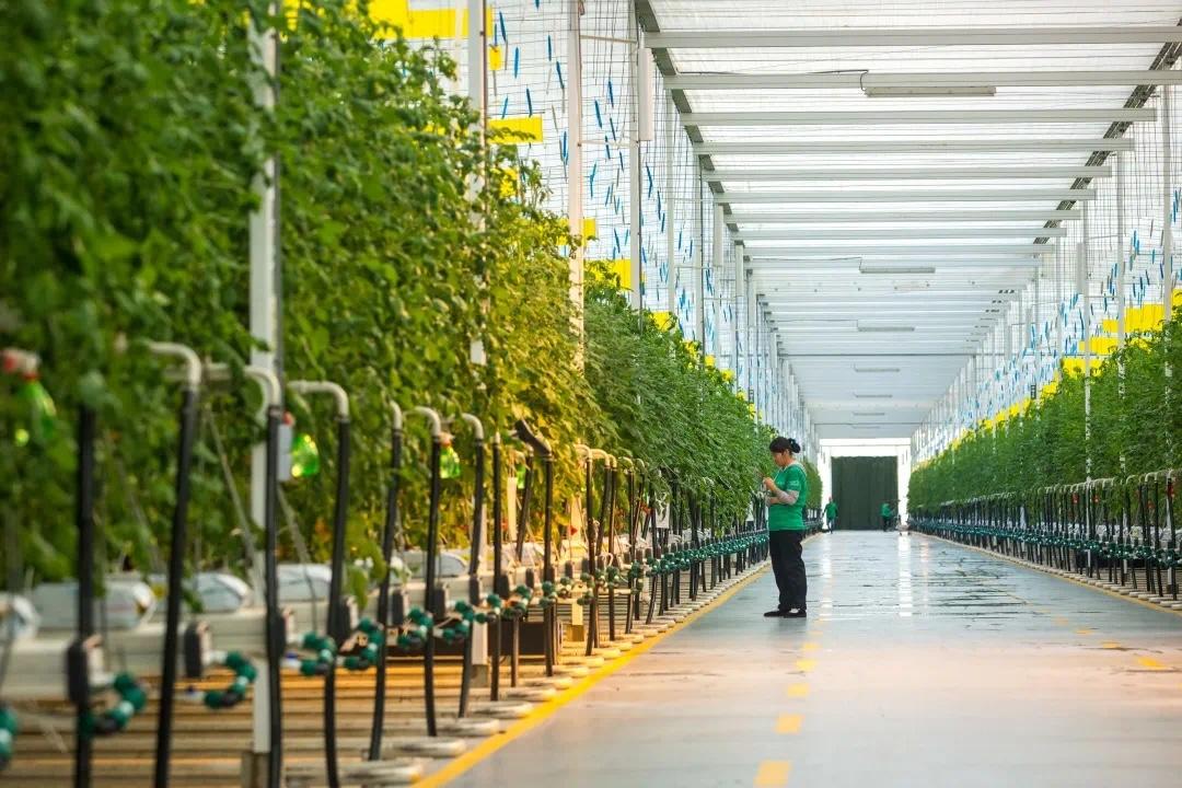 浜氭床鐢熻彍澶х帇,浜氭床椤剁骇鐢熻彍澶х帇