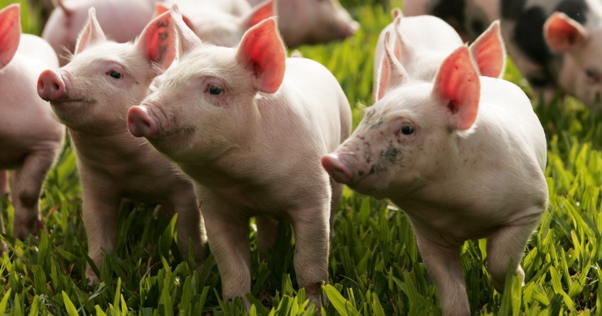 如何提高母猪的受孕率方案,猪用人工授精能提高受胎率吗