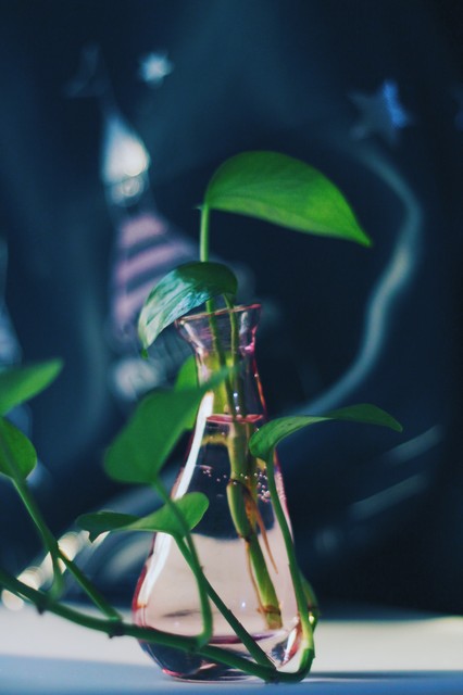 水培绿萝怎么养才能更旺盛,水培绿萝怎么养才能旺盛