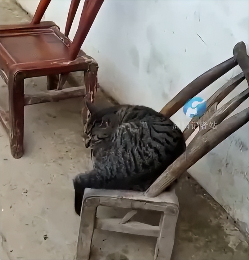 泪目！那只19岁的老猫绝食自杀了