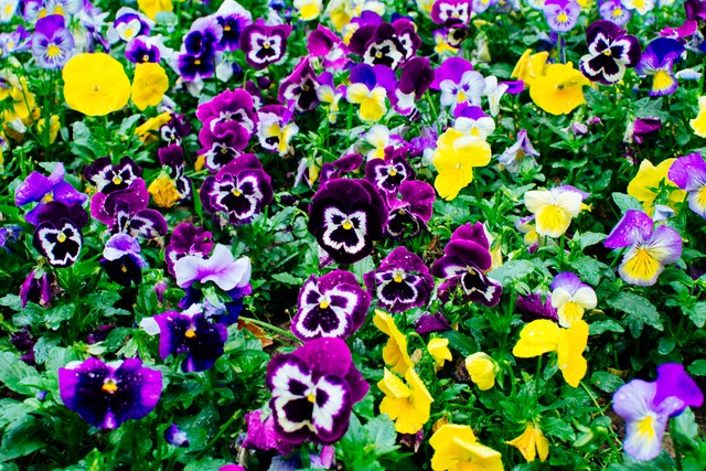 花园里的花种类,花种类大全百科全书