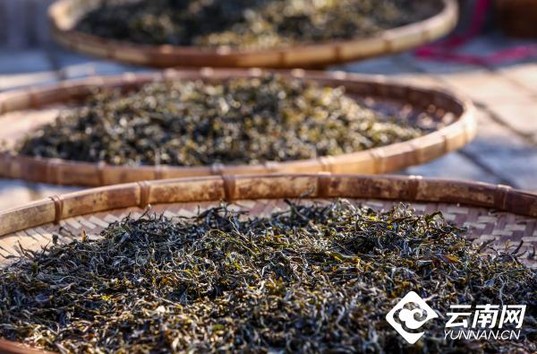 早安云南丨深藏岁月的普洱茶史妙韵醇香的时光臻品