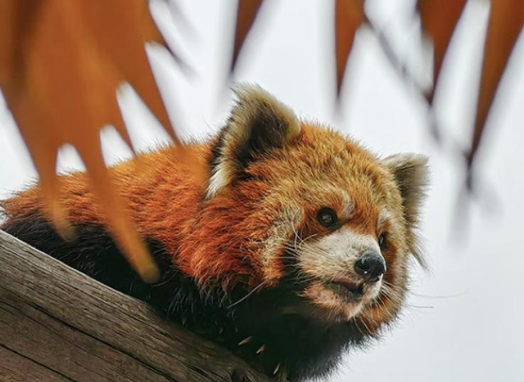 英雄莫问出身朱元璋,全球对华为手机的评价