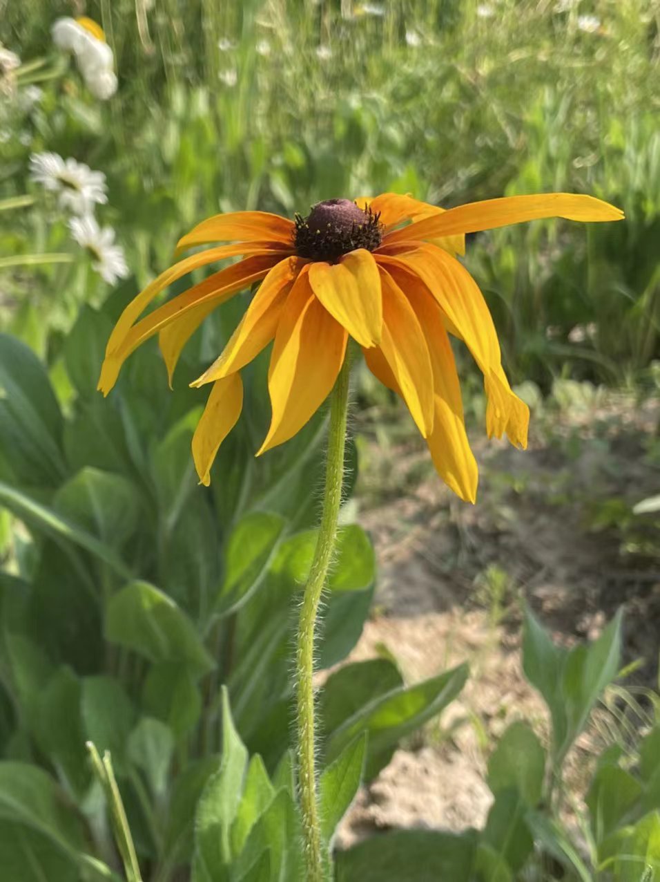 金菊花寓意是什么,黄心金菊花寓意