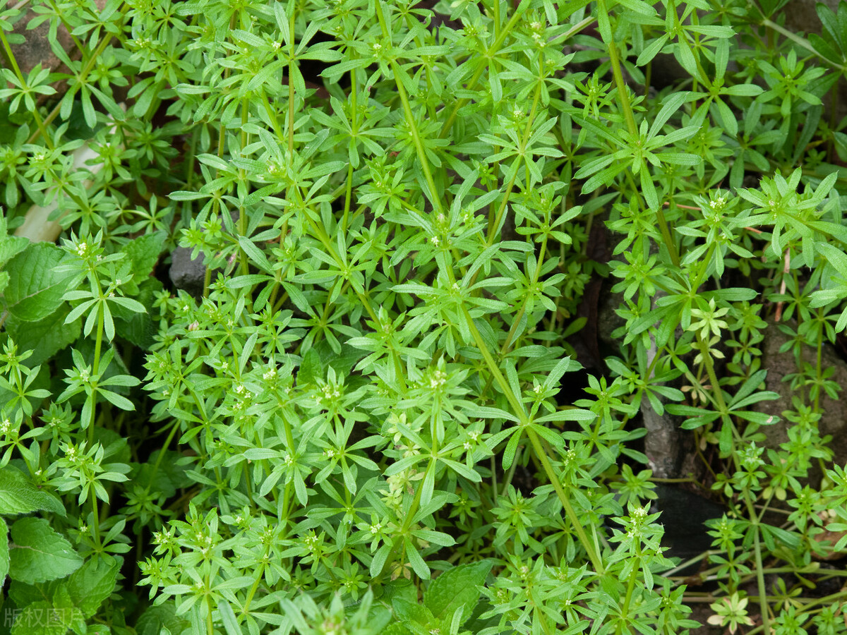 农村羊爱吃的七种常见野草，根据营养价值和适口性，做个排名