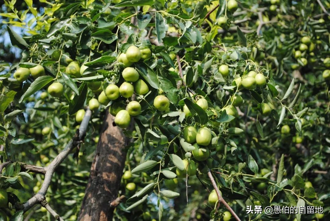 嗨,今天你给果树喂“腊八粥”了吗?