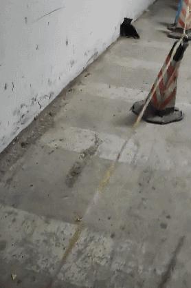 裸体金毛误闯地铁站被揪住耳朵：大哥！头发扎得有点紧了！