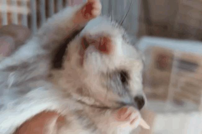 猫狗不停，除了猫狗，这些小可爱，你家的娃都养过了吗？