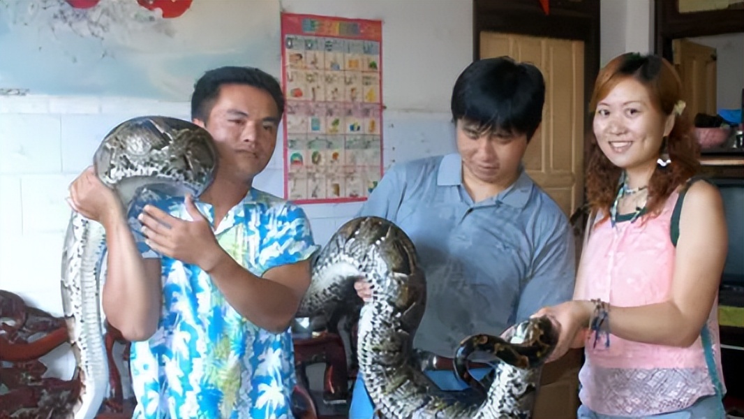 96年海南巨蟒,96年海南巨蟒事件真实情况