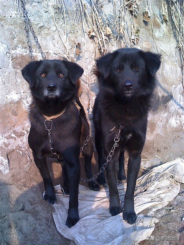 家里的土狗从没见过面,农村土狗没见过世面