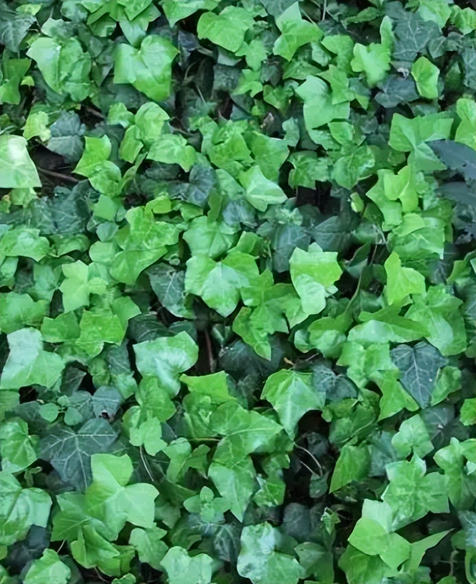 养这4种花家中秒变花海真的很美,家庭常养4种花花朵漂亮