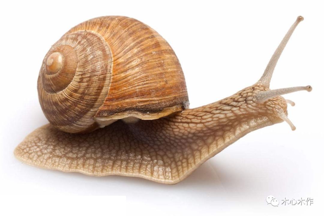 木雕蜗牛,木雕蜗牛的雕刻教程