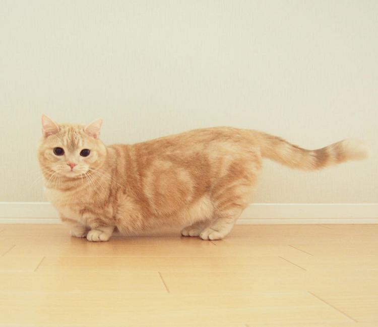 千万不要养这三种宠物猫,宠物店上常见的猫有哪些