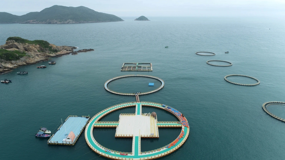 从捕鱼到牧鱼！惠州向海而兴！