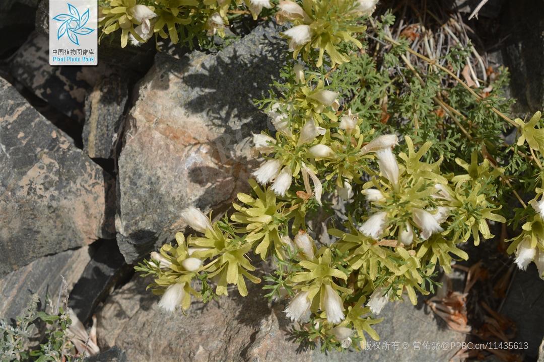 Nice兔meetyou,“属兔”的植物你知道多少?