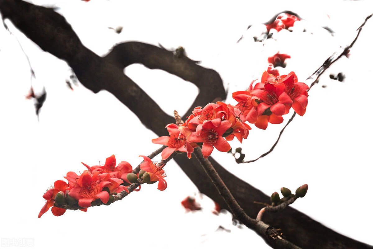 不一样的三月阳春,不一样的广州市