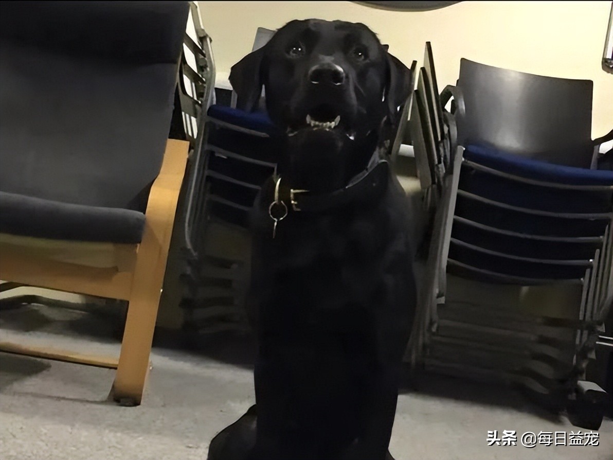 警犬上班偷懒被发现,警犬被开除原因笑喷
