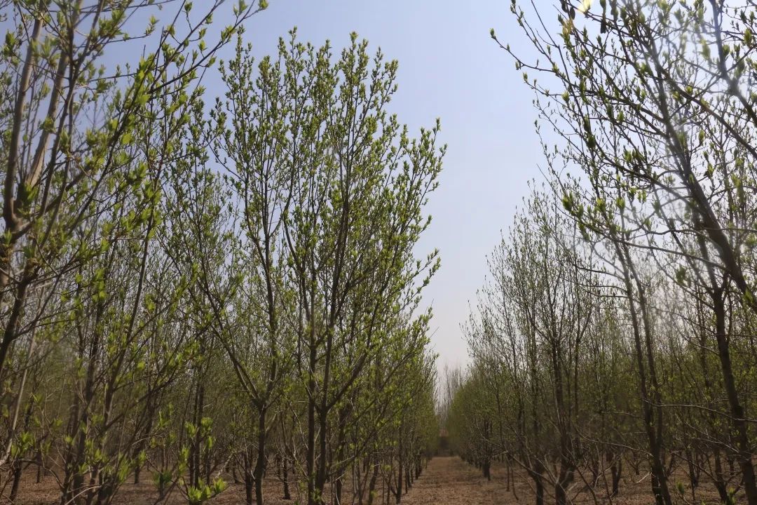 小产业带动乡村振兴大步伐,产业扶贫助力乡村振兴