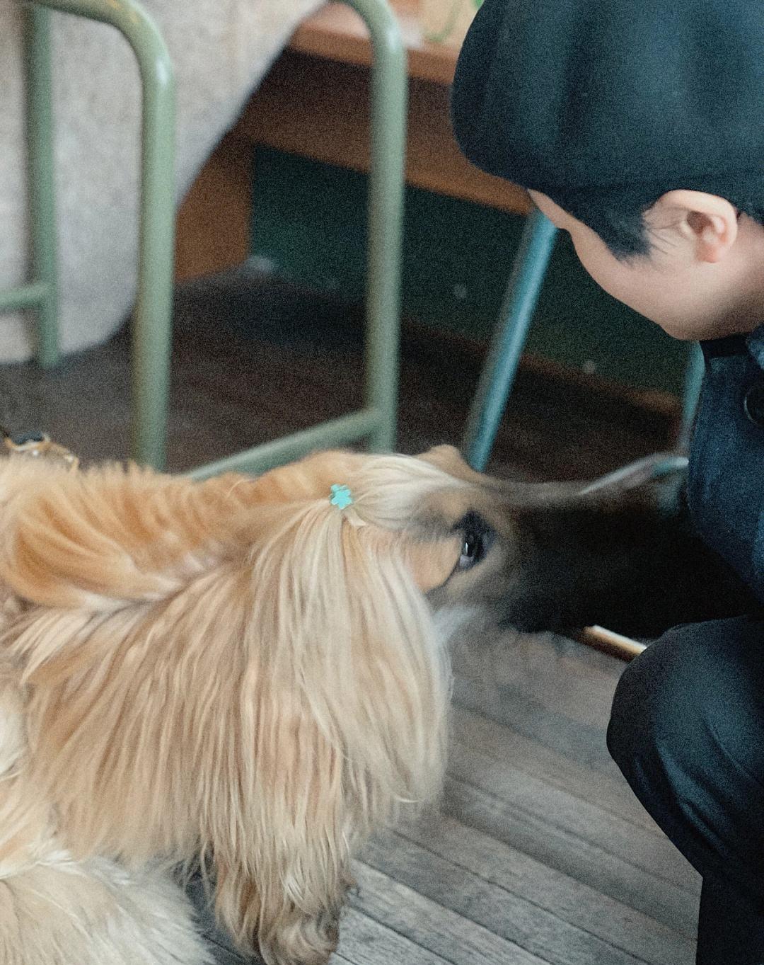 阿富汗犬很难驯服,阿富汗犬在中国可以养吗