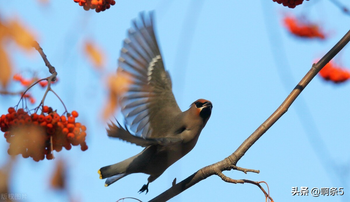 太平鸟真的好吗,太平鸟好看的新款