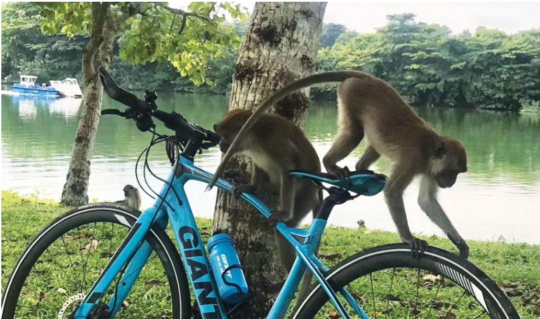 新加坡之旅漫游记,新加坡探寻之旅星耀樟宜