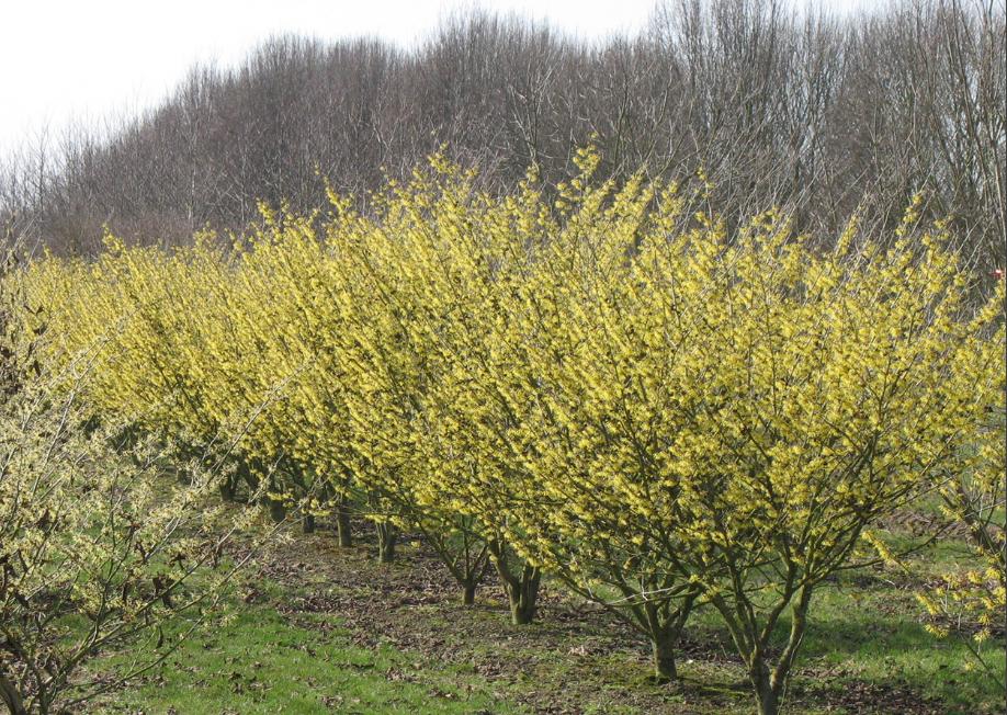 金缕梅属于名贵花卉吗,金缕梅与北美金缕梅区别