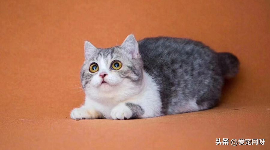 猫咪品种大全及图片,猫咪品种大全视频