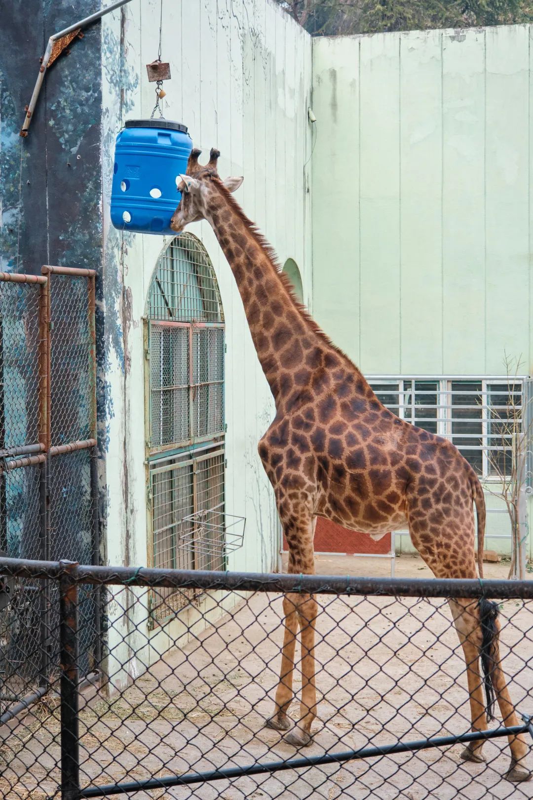 红山动物园亏损3千万网友很着急,近两年疫情原因导致亏损如何翻身
