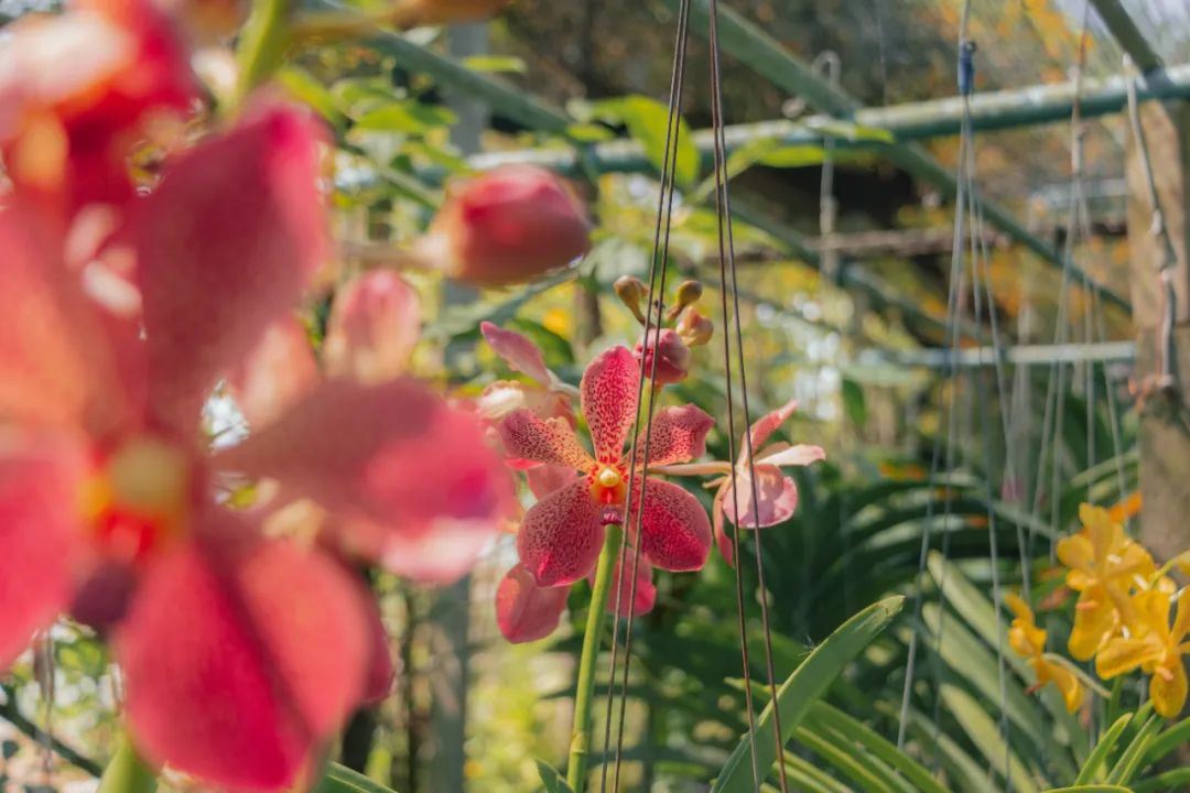 大数据推给想去泰国的朋友，万字长文玩转曼谷芭提雅
