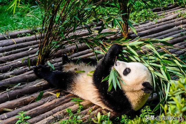 自然动物科普,世界大型珍稀动物科普活动