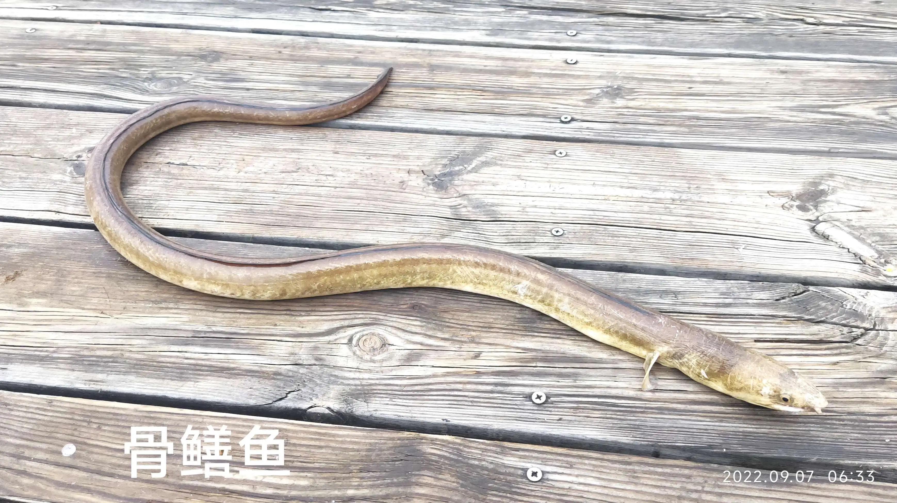 20种常见海鱼,十大常见野生海鱼