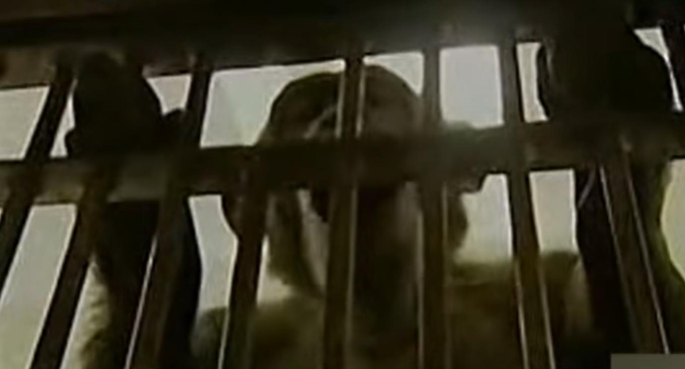 动物园的猩猩感染烟瘾,母猩猩染上烟瘾