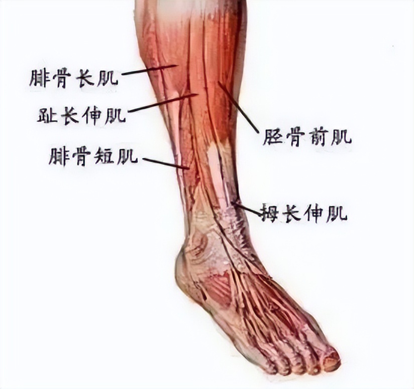 踝关节韧带重建后的最佳锻炼方法,冉冉跟腱康复