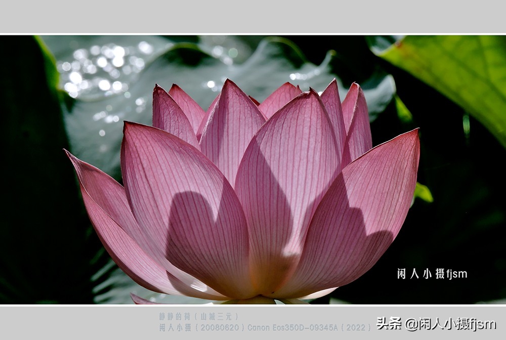 把荷花拍高级的摄影技巧,摄影荷花的拍摄技巧
