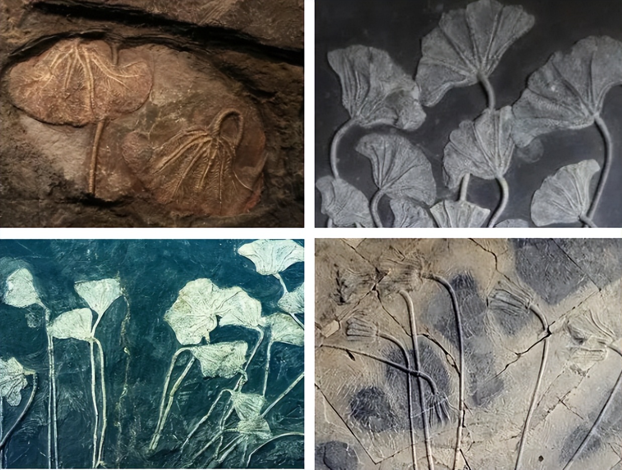 去临沂玩的免费攻略,来临沂推荐去玩的地方