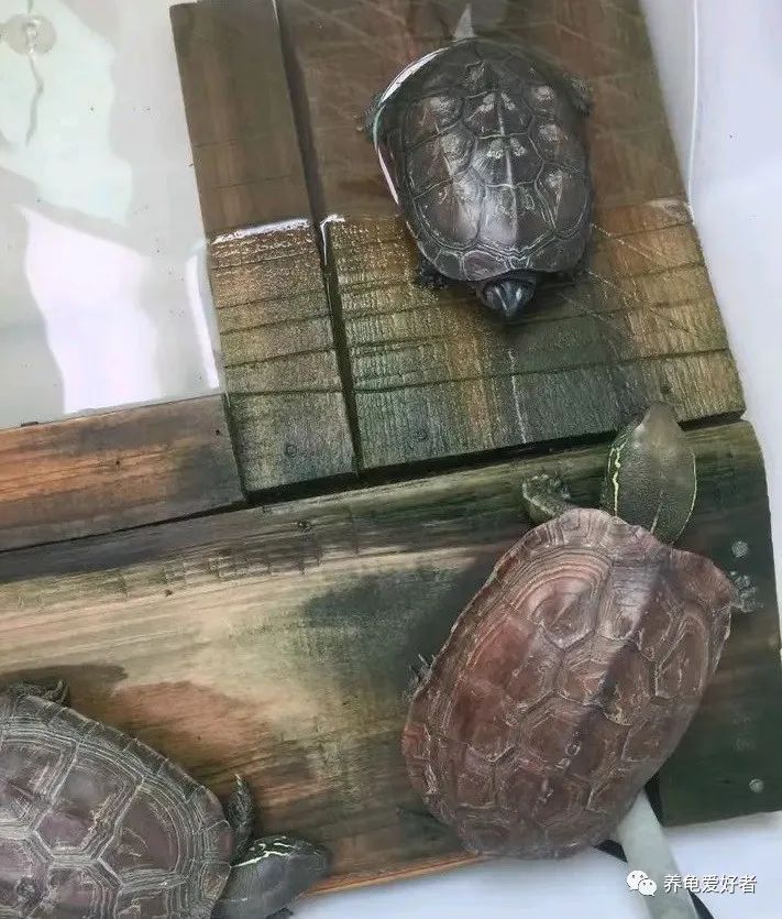 养龟必须要有晒台吗,养龟的晒台最好用什么
