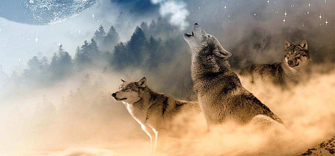 被狼群救下的藏獒,西藏一头孤狼咬死七只藏獒