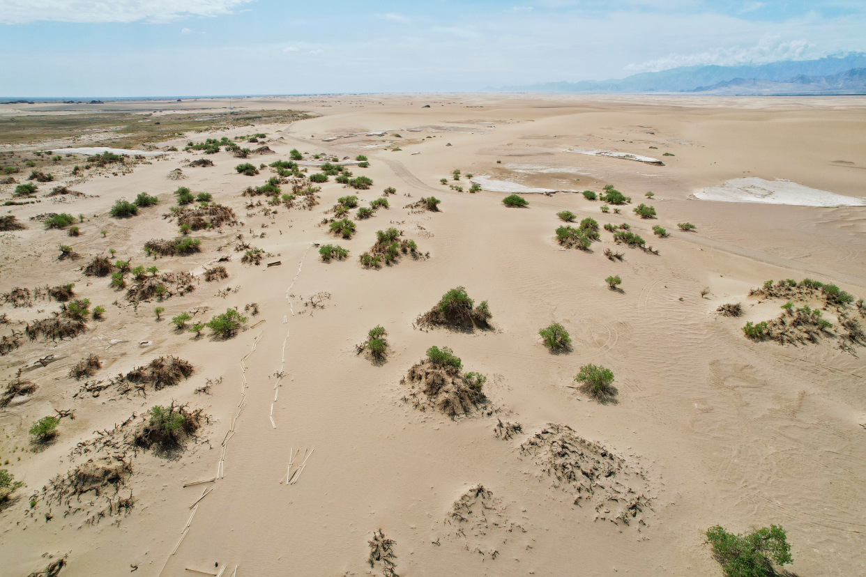 实拍格尔木胡杨林，海拔2800米，连绵1700亩，苍凉辽阔，拍照超酷