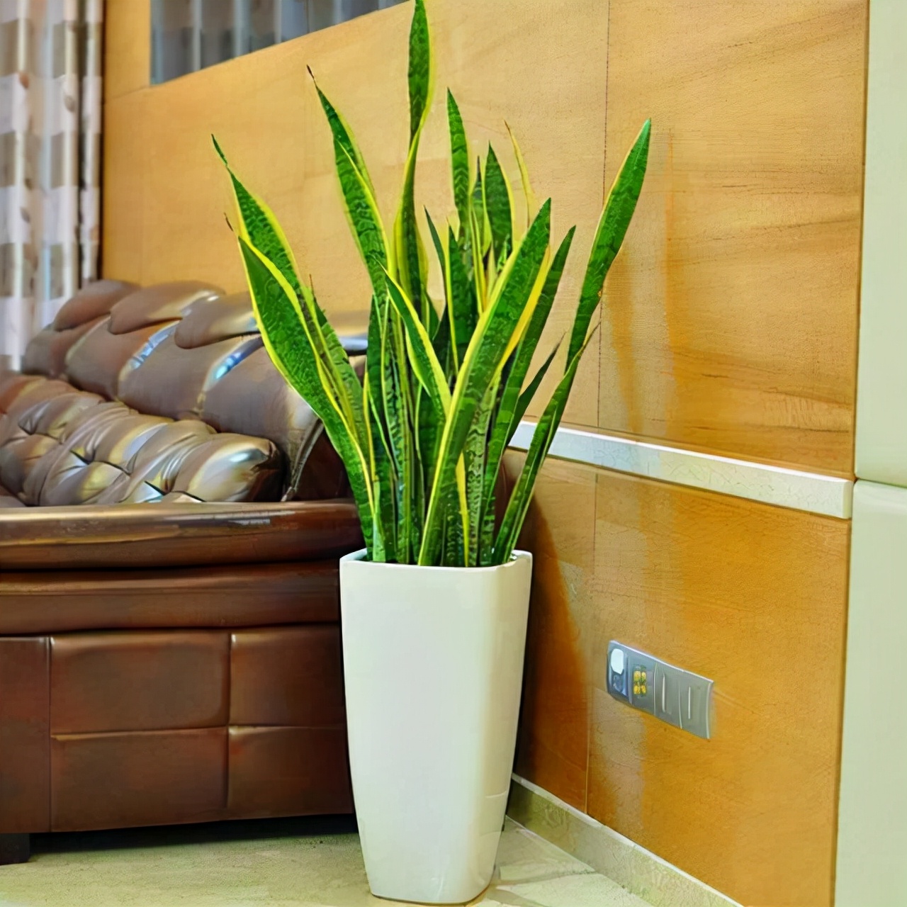 教你扦插大法扦插什么植物都能活,扦插小技巧栽培小妙招