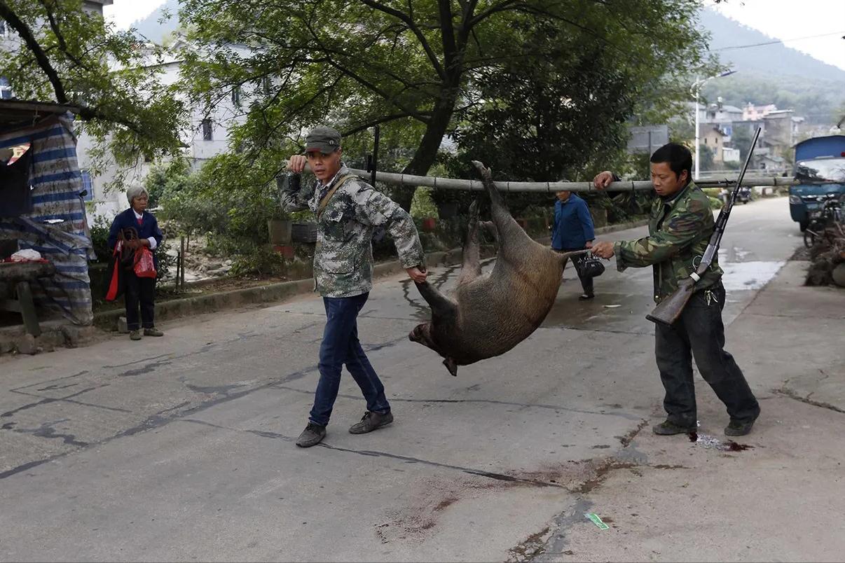 遇到野猪装死有用吗,遇到野猪需要装死吗