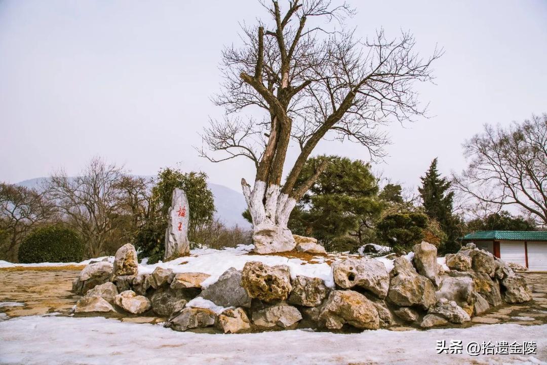 南京红梅花价格,南京的梅花是什么样的