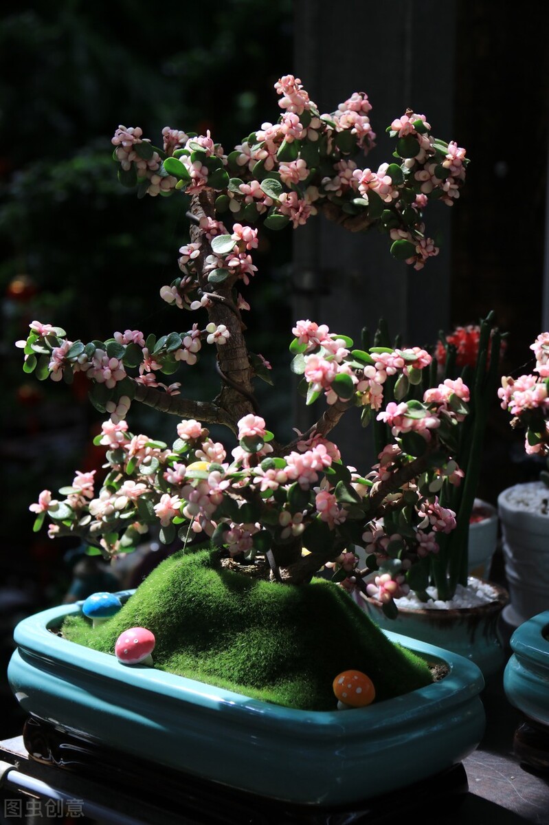 发财树富贵竹好运连连,发财树和富贵竹位置有什么讲究