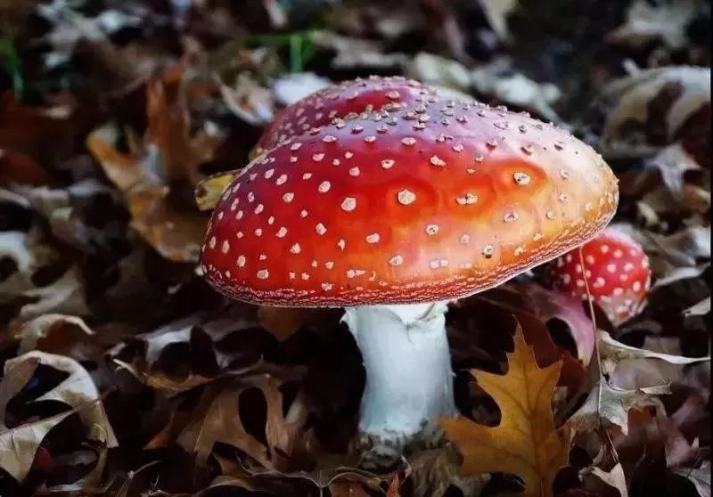 蛇蝎芙蓉花,皖南蛇蝎花