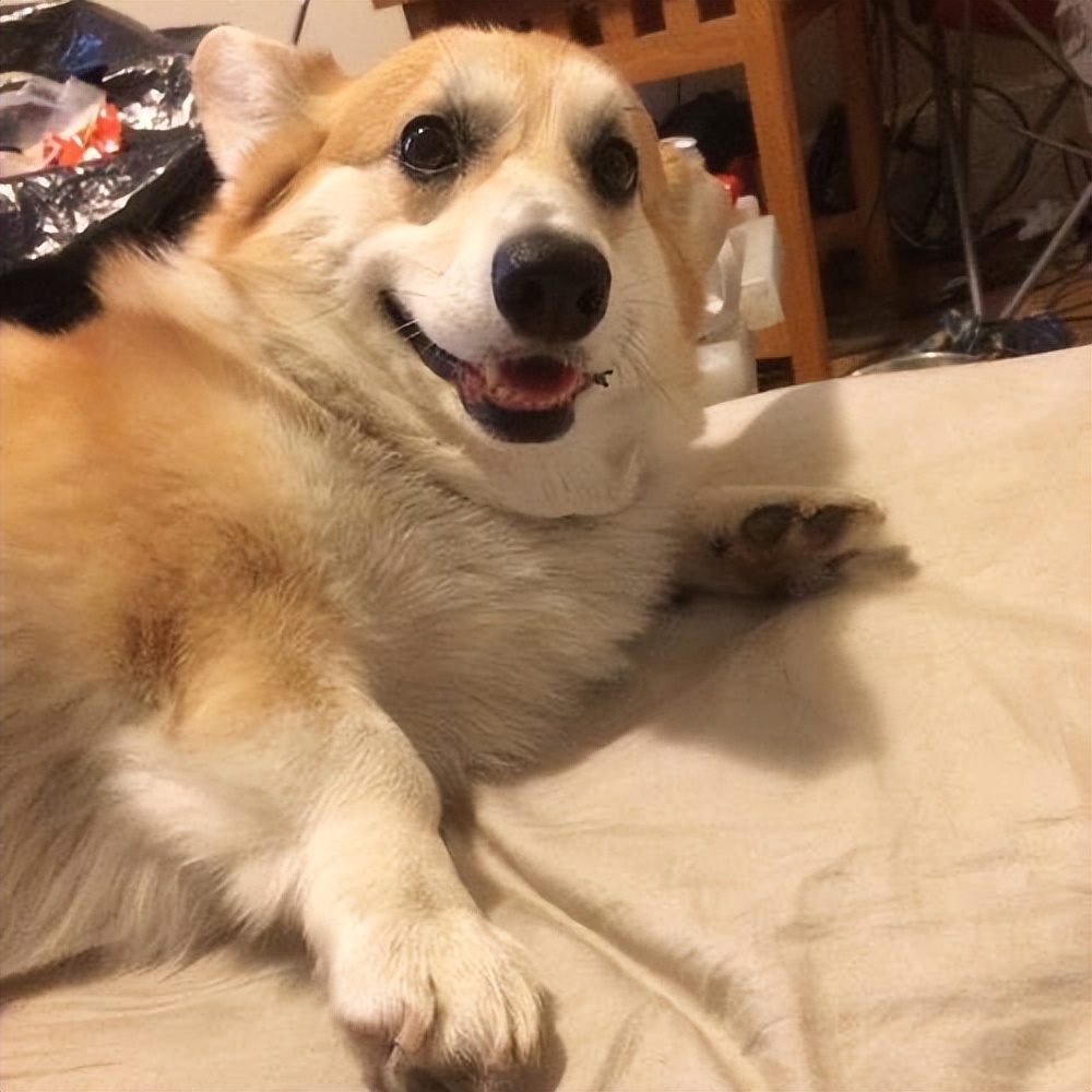 建议新手养的10种便宜狗狗不掉毛,建议穷人新手养的10种狗狗