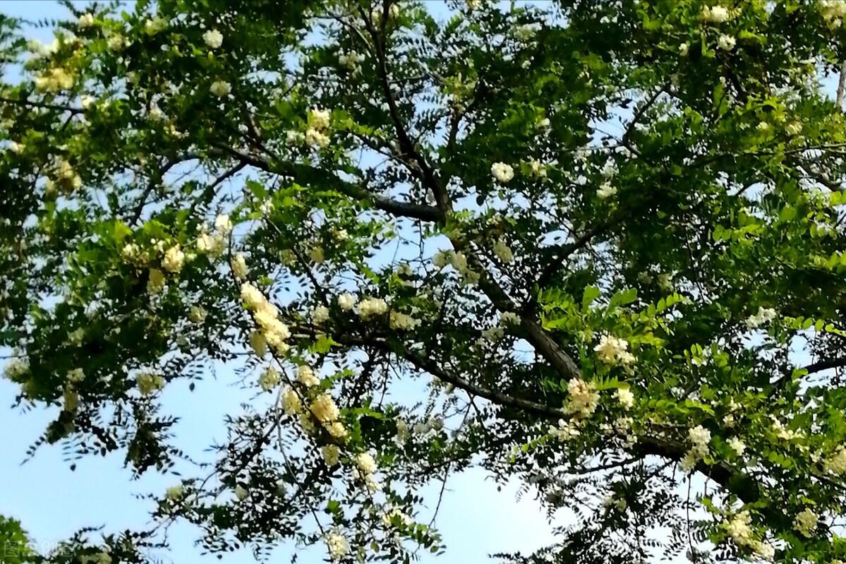 你有没有吃过槐花饼,吃过洋槐花烙的饼吗