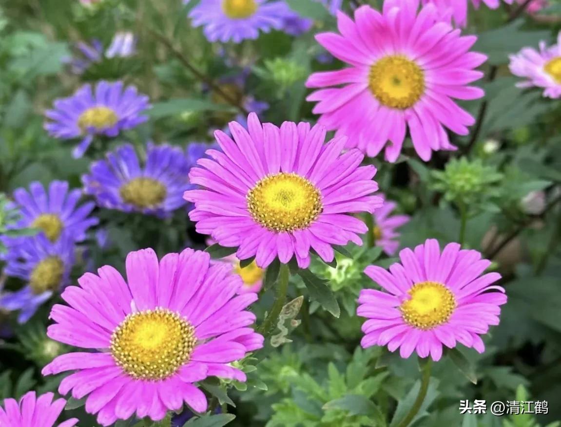 菊花盆栽枯萎后第二年能长新芽吗,刚买回来的菊花花朵枯萎了怎么救
