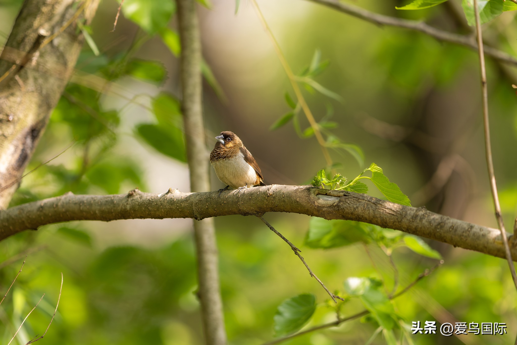 富士xh2s必备镜头,富士x-h2s配人像镜头