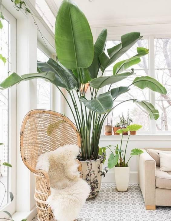 家里养哪五种开的旺宅花,什么花放客厅最旺宅