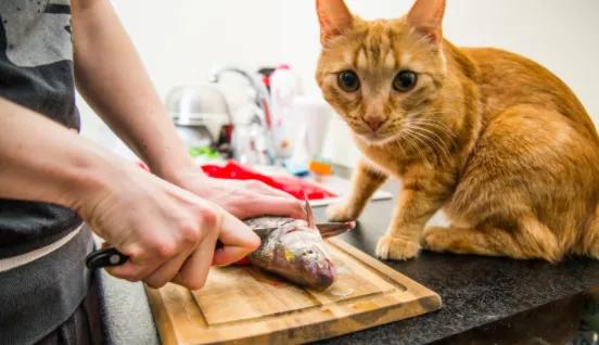 猫咪牙齿怎么护理,保护猫咪牙齿最好的办法