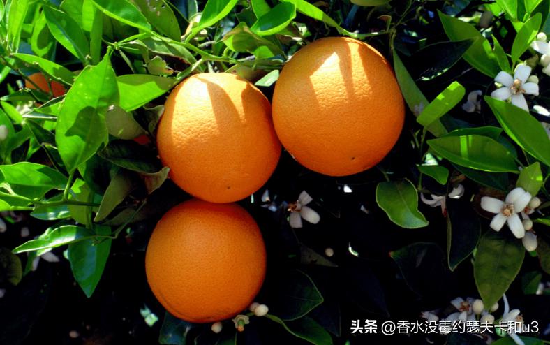 夏日香水,夏日香水有哪几种